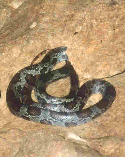 Elaphe moellendorffi, a harmless snake of 2m.